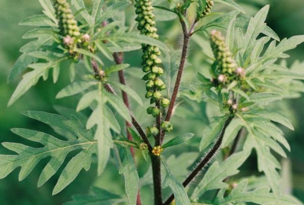 bourgeons de plantes d'ambroisie