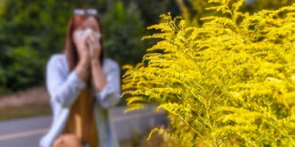 allergie aux pollens de plantes ambroisie