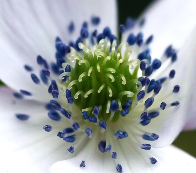 تزهر شقائق النعمان ورق العنب (Anemone Vitifolia) في الخريف ، وتوجد أزهار هذا الصنف بألوان مختلفة ، بما في ذلك الأبيض مع الأسدية الزرقاء.