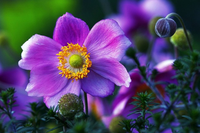 في هجينة شقائق النعمان اليابانية ، غالبًا ما تكون الأزهار بيضاء ، والبعض الآخر أقل شيوعًا ، حتى لونها الوردي الأرجواني الغني.