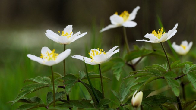 شقائق النعمان البرية (Anemone Nemorosa)