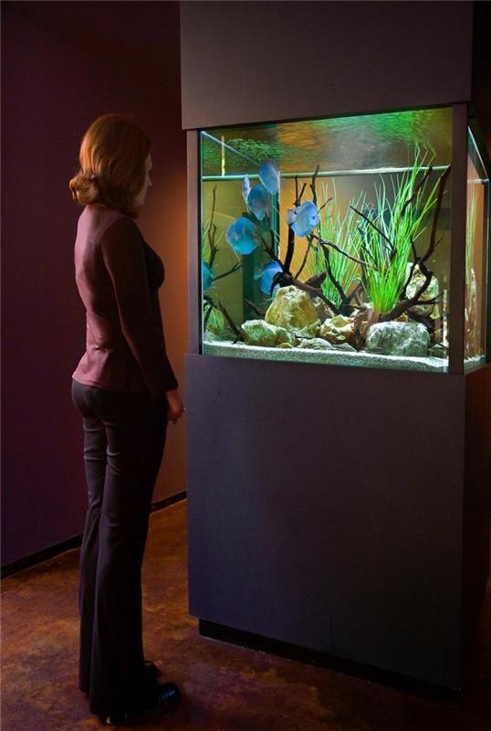 aquarium mise en place design atmosphère exemples d'ameublement lumière