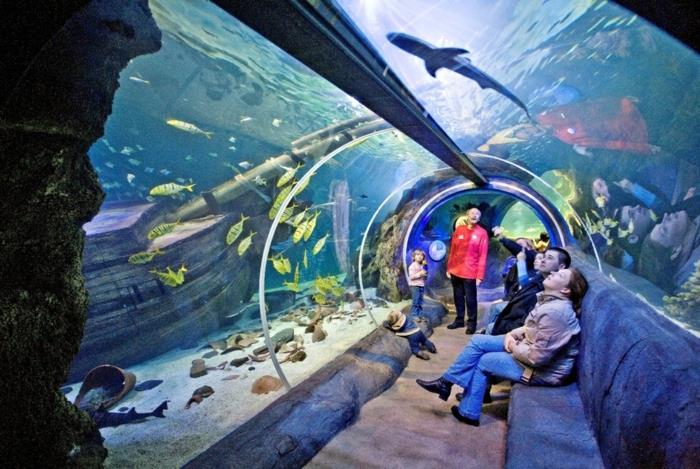 aquarium mis en place atmosphère design exemples d'ameublement design mural au milieu