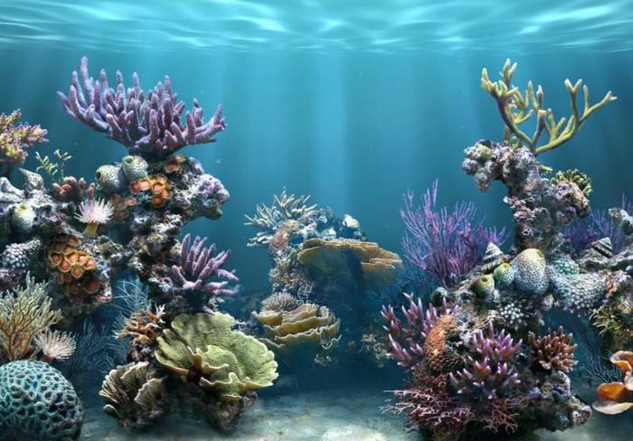 aquarium mis en place atmosphère design exemples d'ameublement design de mur