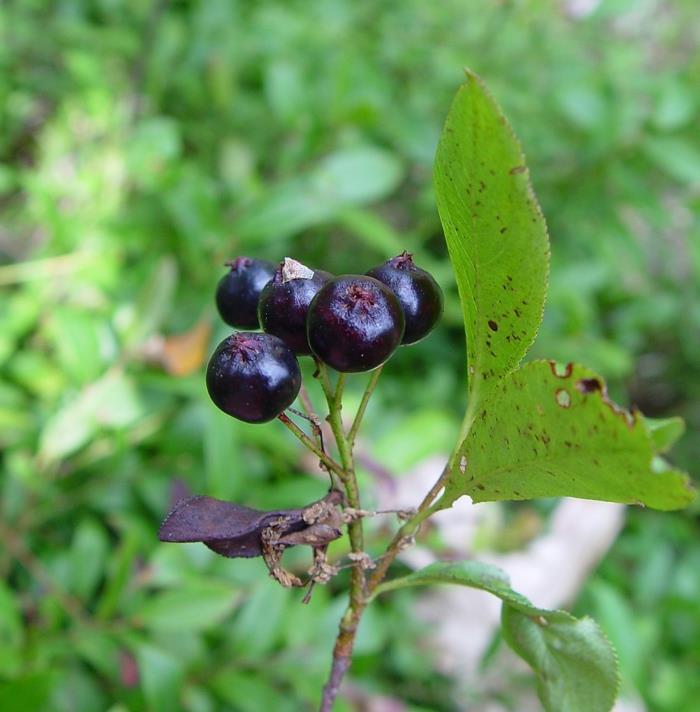 aronia melanocarpa aronia aronia jagodowa