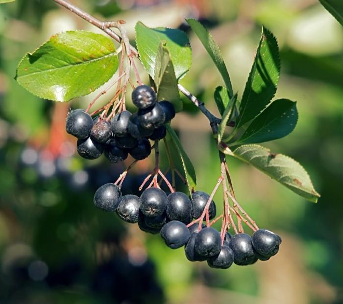 sok z jagód aronii aronia przepisy makro lato