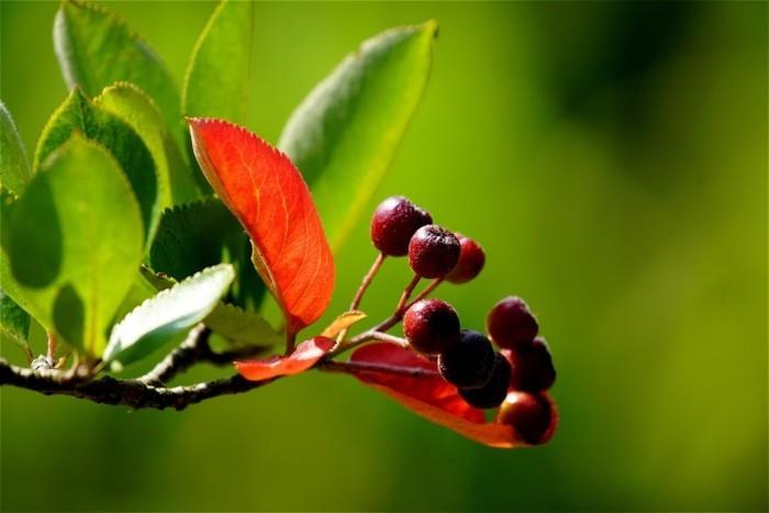 sok z jagód aronii aronia przepisy makro