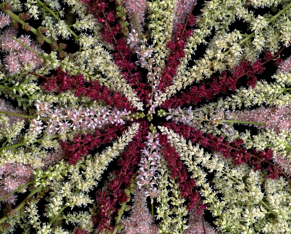 Různé odrůdy astilby mají podobnou strukturu květenství, ale výška rostlin se pohybuje od několika centimetrů do dvou metrů a květy mohou být bílé i tmavě purpurové.