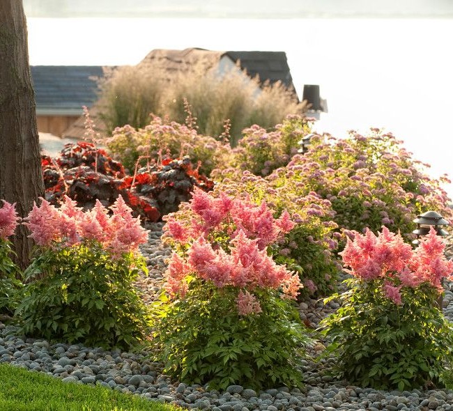 Astil` Delikátní růžový astilbe dodá zahradě nádech romantismu a kultivovanosti