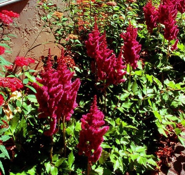 Astilbe hluboké, krásné červené barvy