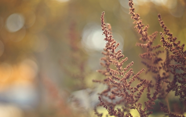 Když astilba ztratila svou jasnou barvu s blížícím se chladným počasím, dává zahradě nové podzimní kouzlo. Je také vždy populární jako sušená květina pro dekoraci.