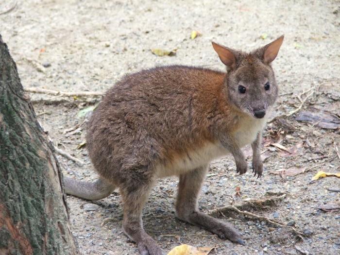 Wyjątkowe zwierzęta kangur