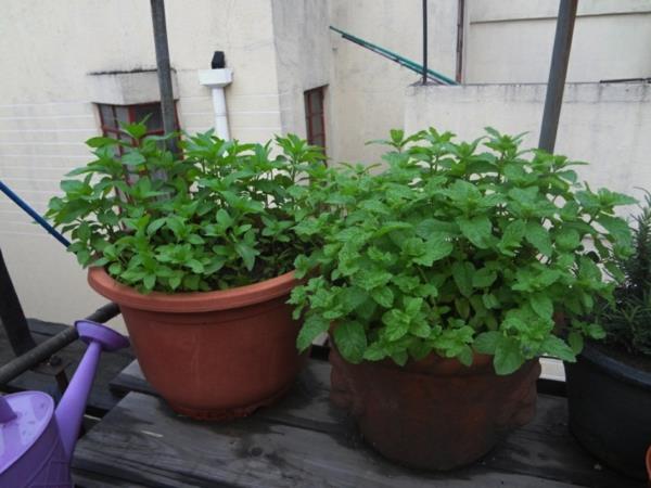 balkon projekt rośliny zielona mięta mięta pieprzowa