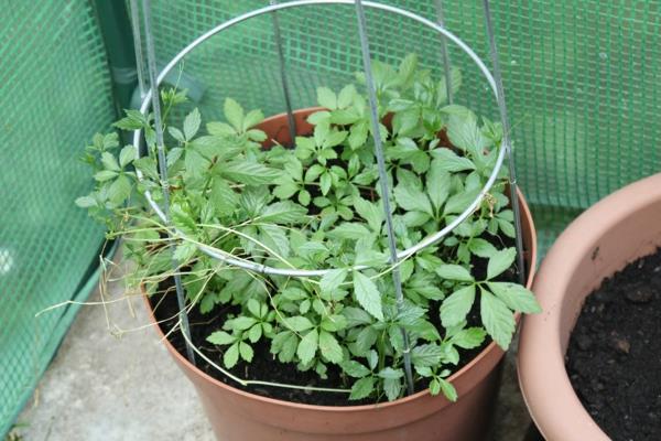 plante de balcon herbe rampante de l'immortalité