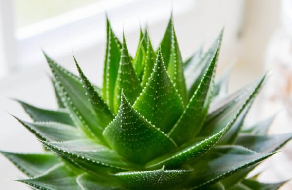 plantes d'intérieur populaires aloe vera