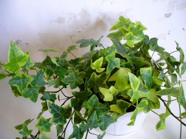 plantes vertes les plus populaires plantes en pot hedera helix ivy