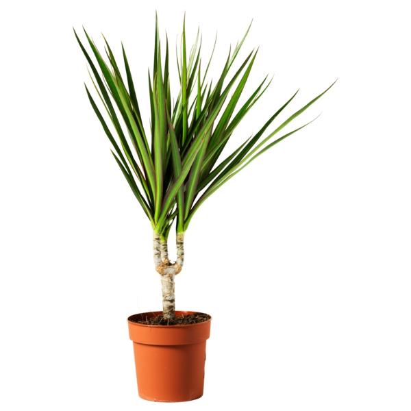 plantes en pot les plus populaires arbre dragon facile d'entretien