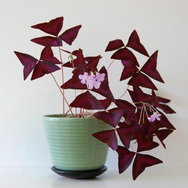 les plantes d'intérieur en pot les plus populaires floraison oxalis tuberosa oseille