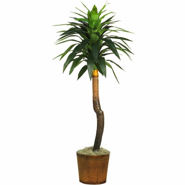 types de palmiers d'intérieur les plus populaires plantes en pot faciles à entretenir pour le palmier yucca lys de palmier