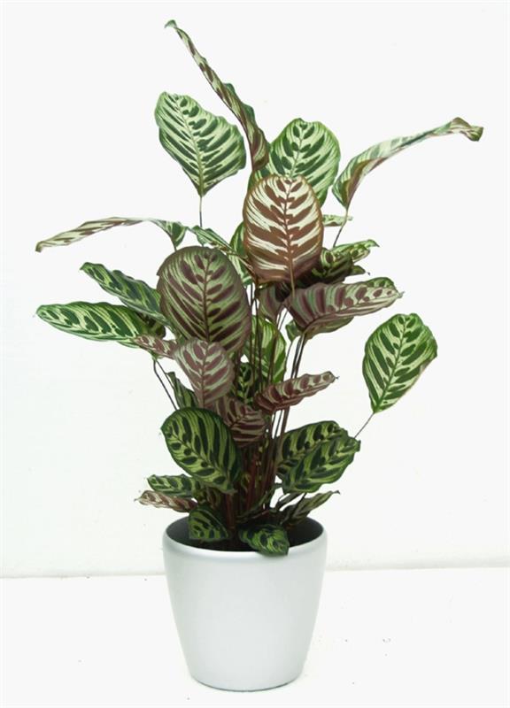 plantes d'intérieur les plus populaires calathea zebrina panier marante