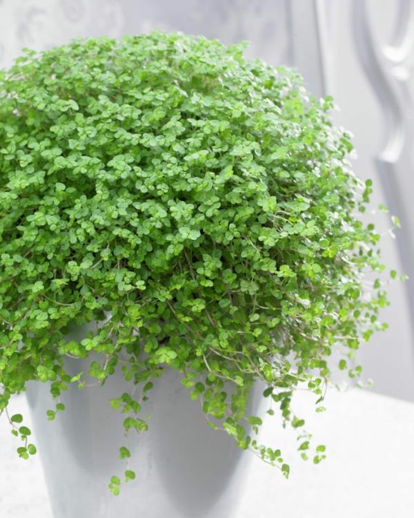 plantes d'intérieur les plus populaires soleirolia soleirolii bob haired