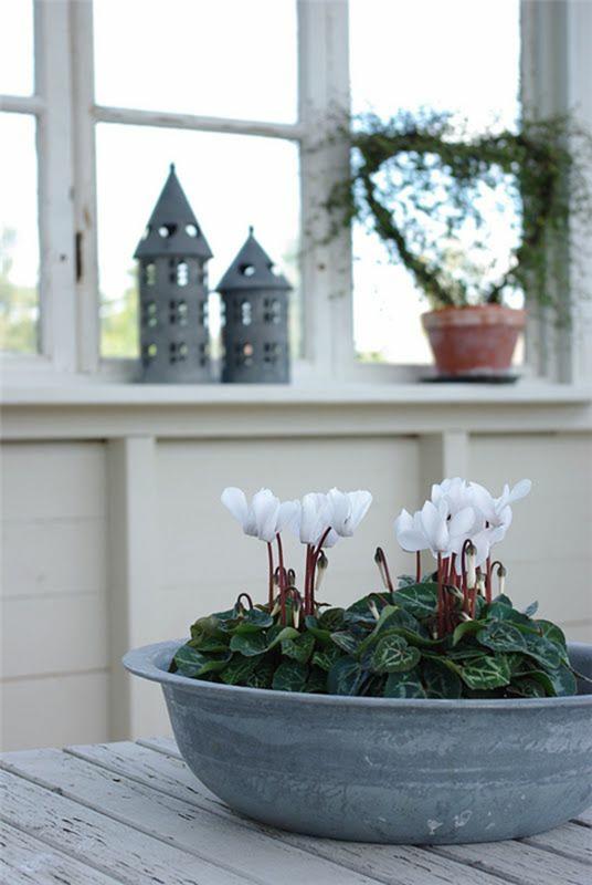 plantes d'intérieur les plus populaires plantes d'intérieur en fleurs cyclamen blanc