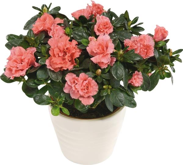 plantes d'intérieur les plus populaires plantes d'intérieur azalées à fleurs plante en pot