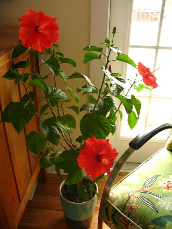 plantes d'intérieur les plus populaires plantes d'intérieur en fleurs hibiscus rouge