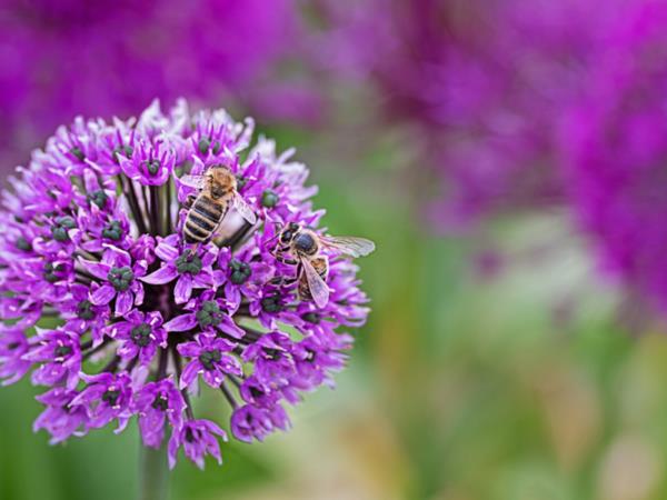 allium allium respectueux des abeilles