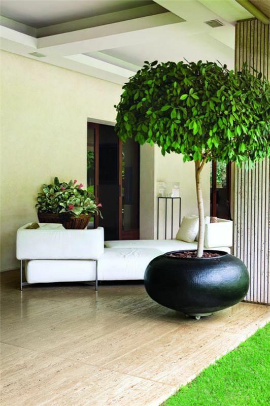 figue pleureuse plantes d'intérieur les plus populaires ficus benjamina