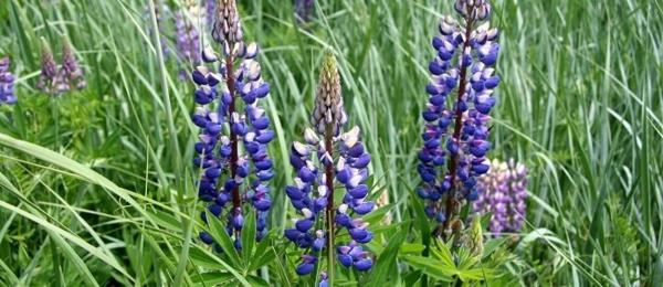 niebieskie kwiaty zdrowe nasiona Lupinus angustifolius