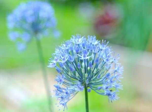 plantes d'oignon ornementales fleurs bleues