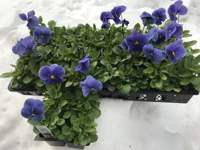 niebieskie kwiaty do kupienia
