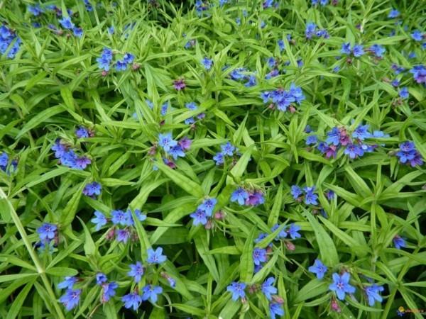 Rocky rouge bleuté Buglossoides purpurocaerulea couvre-sol en fleurs