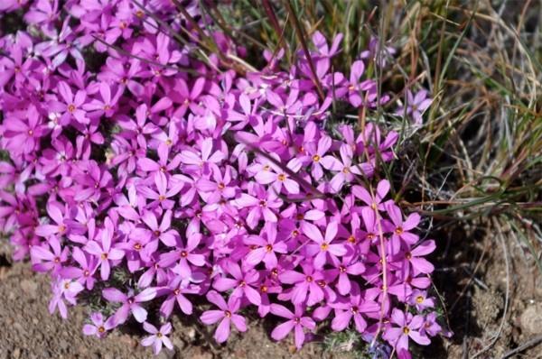 couvre-sol en fleurs phlox diffusa flamme fleurs