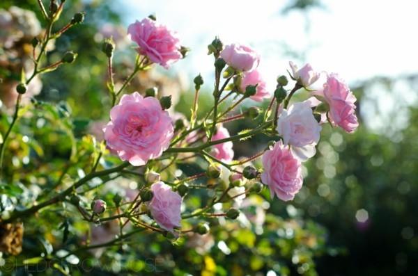 couvre-sol fleuri polyantha rose la fée