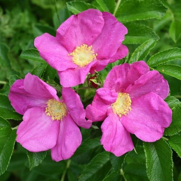 couvre-sol fleuri Rosa-Rugosa