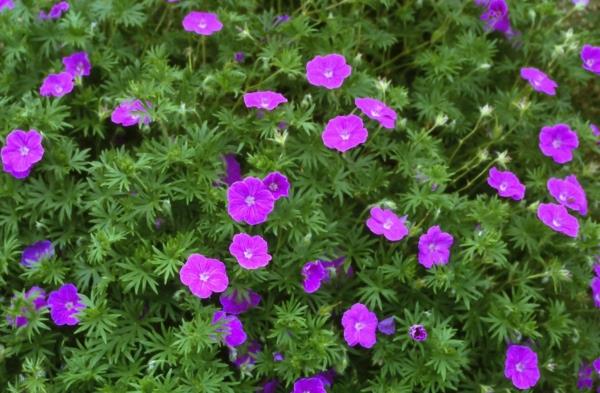 couvre-sol en fleurs rouge sang à bec de rasoir Geranium sanguineum