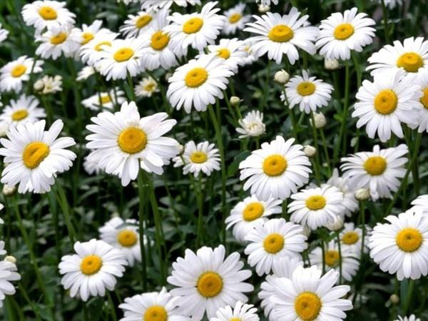 couvre-sol fleuri camomille romaine anthemis