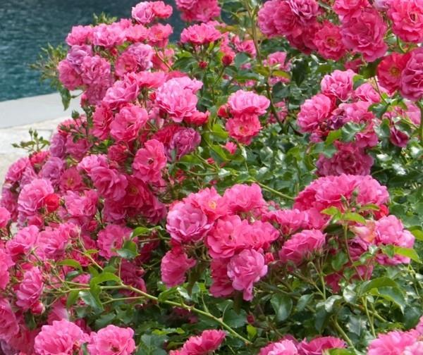 rosiers couvre-sol en fleurs heidetraum 'NOATraum'