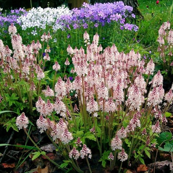 Couvre-sol en fleurs fleurs en mousse Tiarella cordifolia