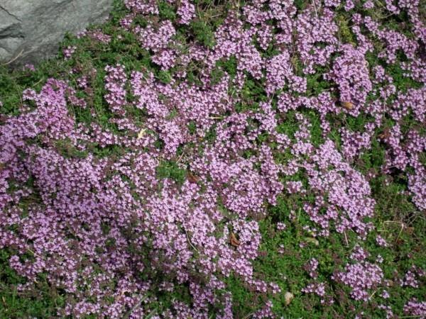 Couvre-sol en fleurs thym plante médicinale