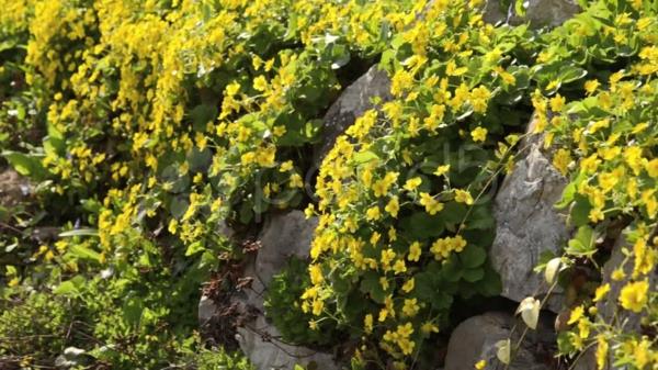 couvre-sol fleuri waldsteinie Waldsteinana ternata