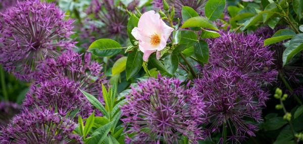 arbuste à fleurs ornemental oignon lilas