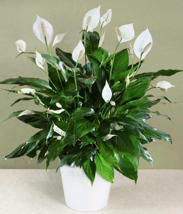 plantes d'intérieur à fleurs plante en pot à feuille unique