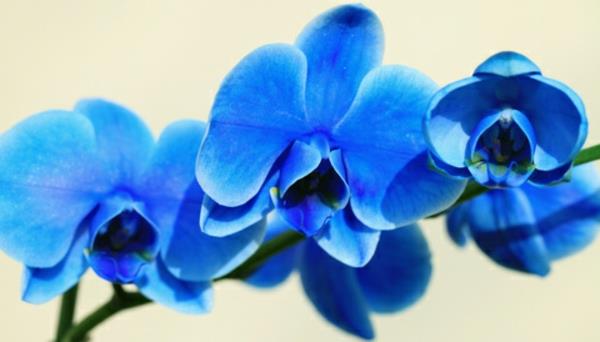 kwitnące rośliny domowe storczyk doniczkowy niebieski