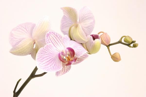 plantes d'intérieur fleuries orchidée en pot