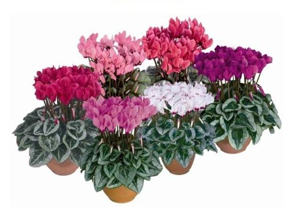 plantes d'intérieur fleuries cyclamen en pot cyclamen