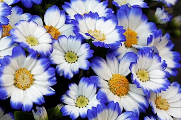 plantes d'intérieur fleuries marguerites en pot