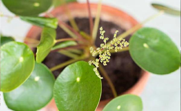 liście ufo roślina pilea roślina doniczkowa